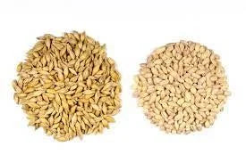 Barley
