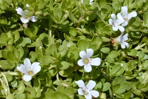 Brahmi