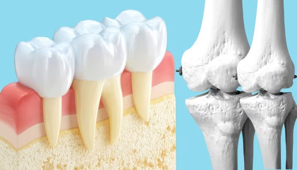 Helps in making the bones & teeth stronger