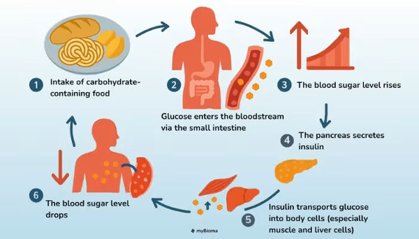 Helps reduce glucose absorption in the intestine