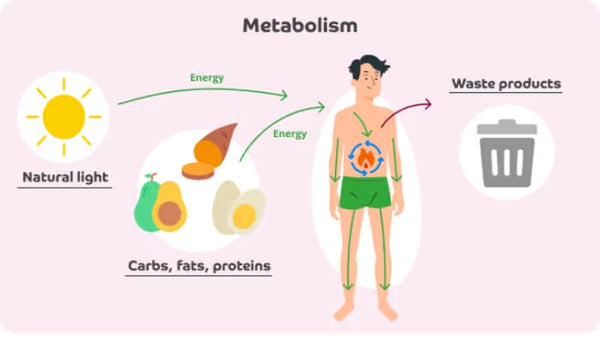 Enhances metabolism