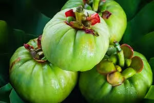 Garcinia Cambogia Extract