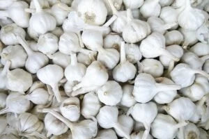 Garlic