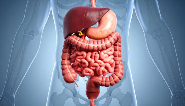 Supports digestion and reduces fatigue
