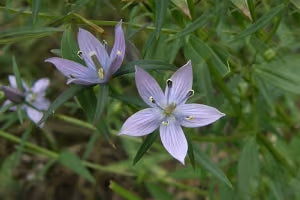 Kiratatikta
