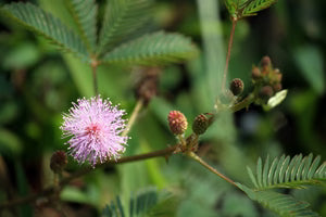 Lajjalu Extract