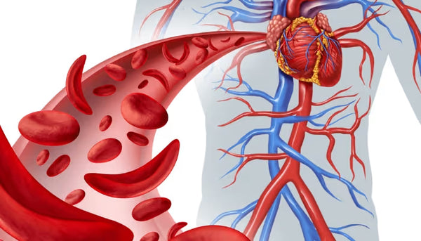 Cleanses Arteries