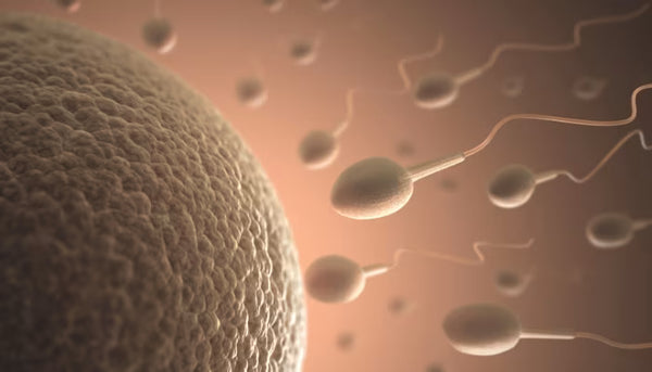Boosts sexual desire and sperm count