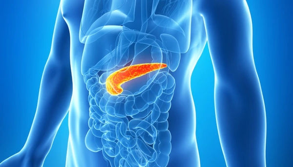 Reduces pancreatic inflammation, supporting Ayurvedic sugar treatment