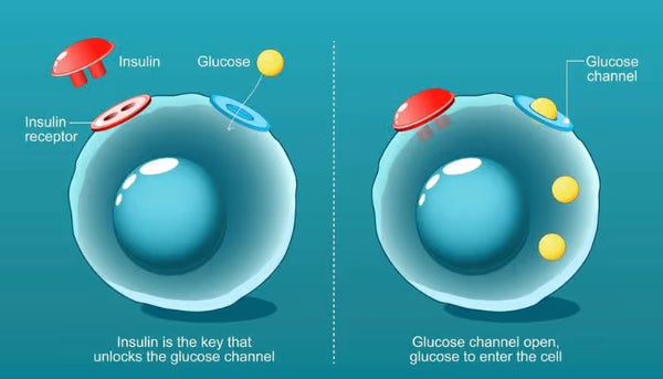 Supports insulin secretion and promotes healthy glucose metabolism