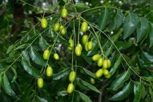 Neem Beej