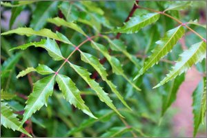 Neem