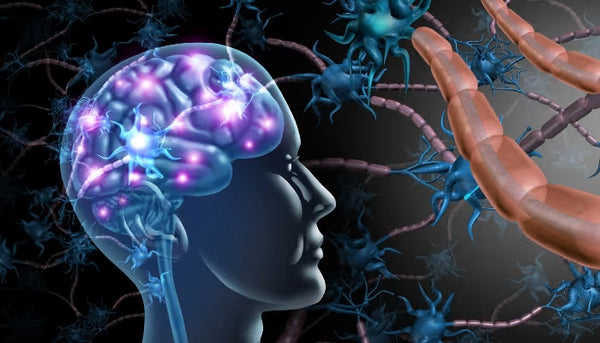 Brain Function