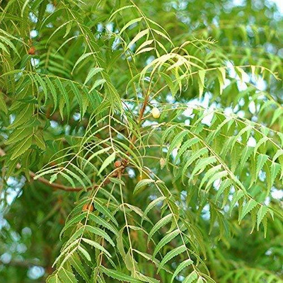 Neem