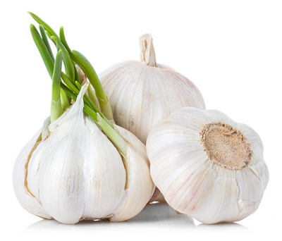 Allium Sativum