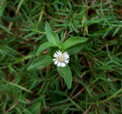 Bhringraj