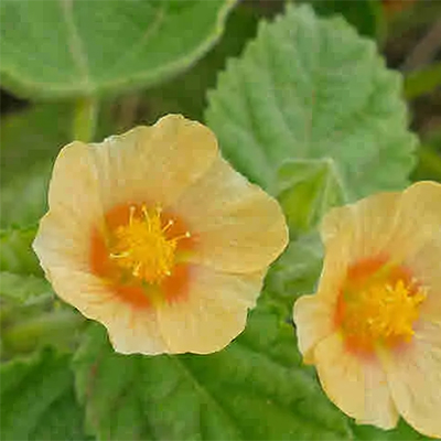Bala