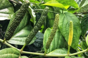 Pippali (Long Pepper)
