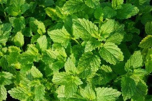 Pudina (Mint)