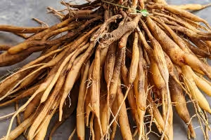 Shatavari