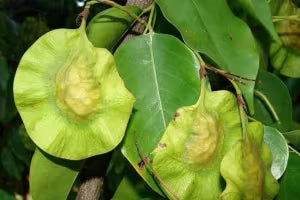 Vijaysar