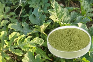 Watermelon Leaves Powder