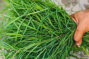 Durva Grass