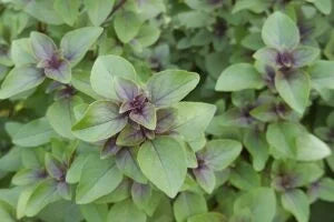 Tulsi