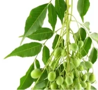 neem seeds neem seeds