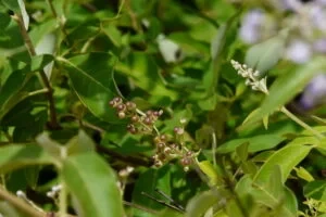 benefits of nirgundi