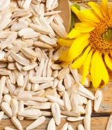 sunflower seed sunflower seed