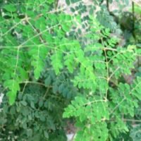 Moringa Leaves Moringa Leaves