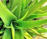 Aloe Vera Plant
