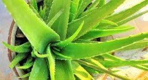 Aloe Vera Plant