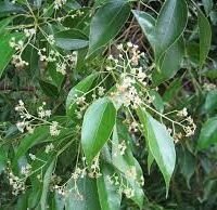 Camphor Camphor