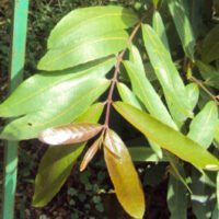 Terminalia_arjuna Terminalia_arjuna