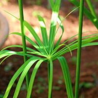 papyrus papyrus