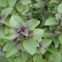Tulsi