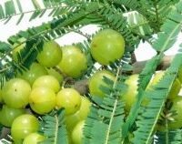 Amala Amla