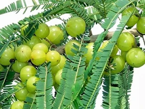 benefits of amla