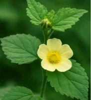bala bala - ayurvedic plant