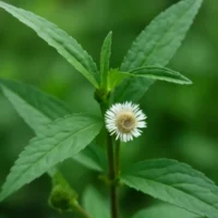 bhringraj bhringraj - ayurvedic plant