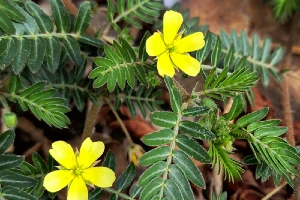 benefits of gokshura