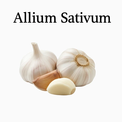 allium sativum