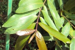 terminalia arjuna benefits